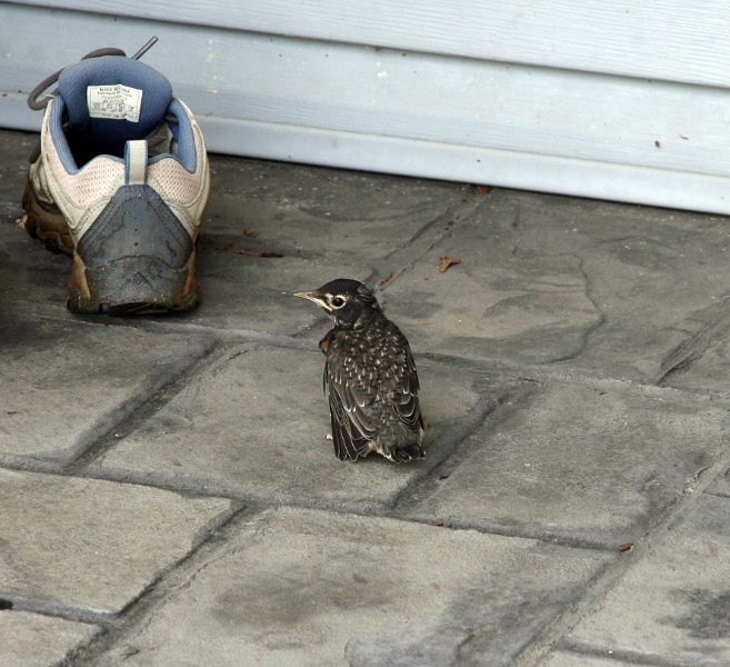 6 - Babies leave nest on May 22